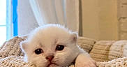 Bean is registered to the contest to win money with this photo: adorable, animal, blanket, closeup, cozy, cute, cute_pet, feline, fur, home, indoor, kitten, paw, pet, resting, sleepy, small, soft, white_cat, young