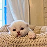 Bean is registered to the contest to win money with this photo: kitten, white_cat, cute, pet, animal, cozy, blanket, indoor, fur, paw, young, soft, resting, closeup, adorable, sleepy, cute_pet, feline, small, home