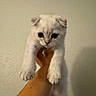 Bean is registered to the contest to win money with this photo: kitten, cat, white_fur, pet, hand, cute, indoor, young_animal, animal, fur, whiskers, collar, curious, small, mammal, domestic_animal, portrait, holding, looking, background