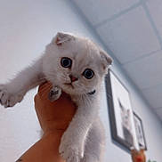Bean is registered to the contest to win money with this photo: kitten, cat, pet, wide_eyes, cute, hand, person, indoor, wall, picture_frame, shelf, decor, animal, feline, young, fur, paw, looking, expression, home