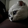 cat, white_cat, close_up, resting, face, fur, whiskers, animal, indoor, dim_lighting, cute, pet, portrait, eyes, soft_texture, calm, cozy, sleepy, domestic_cat, feline