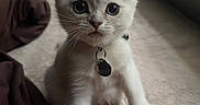 Bean joined the competition — help win amazing prizes! kitten, white_cat, pet, animal, cute, hand, collar, tag, indoor, closeup, curious, fur, whiskers, paw, bed, blanket, human_hand, interaction, young, eyes