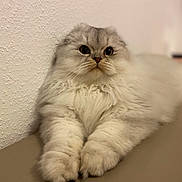 Yuki participe au concours pour gagner de l'argent avec cette photo : adorable, big_eyes, cat, closeup, countertop, curious, domestic_pet, feline, fluffy, indoor, laying, long_hair, paws, pet, portrait, relaxed, shallow_depth_of_field, textured_wall, whiskers, white_fur