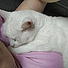 cat, white_cat, sleeping, resting, pet, animal, fur, close_up, human, person, pink_shirt, couch, indoor, cozy, relaxation, companion, nap, domestic_animal, cute, soft