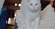 Chonchon a rejoint le concours — aidez-le/la à gagner de superbes lots ! cat, white_cat, heterochromia, yellow_eye, blue_eye, fluffy_pillow, couch, indoor, living_room, furniture, decor, plant, chair, table, pet, animal, cozy, domestic, fur, walking