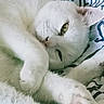 cat, white_cat, sleeping, resting, fluffy, paw, close_up, pet, cute, animal, feline, cozy, indoor, fur, whiskers, relaxed, blanket, soft, eye, nose