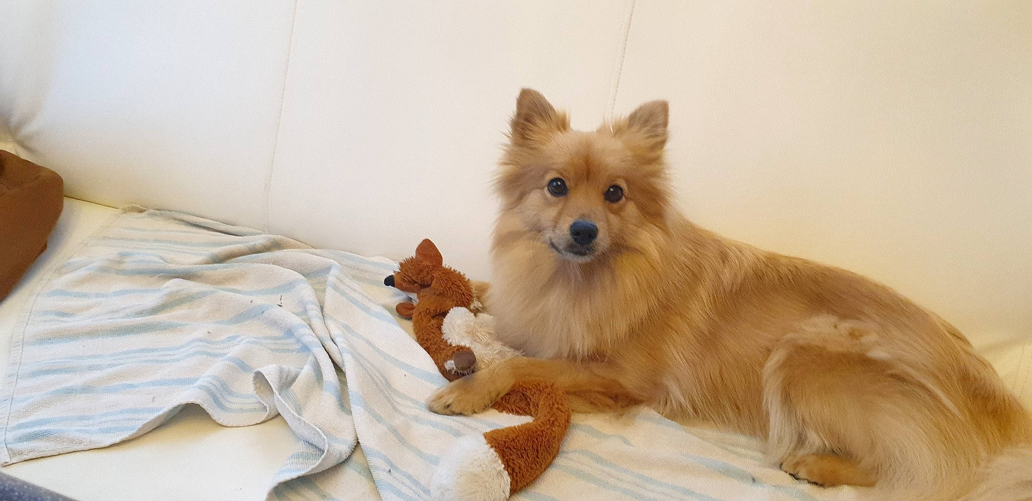 Prunelle participe au concours pour gagner de l'argent avec cette photo : canidae, carnivore, companion_dog, dog, dog_breed, dog_supply, fawn, fur, german_spitz, german_spitz_klein, german_spitz_mittel, liver, pomeranian, snout, spitz, sporting_group, toy_dog, volpino_italiano, whiskers, working_animal