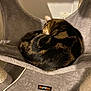 animal, cat, cat_bed, compact, cozy, curled_up, cute, domestic_cat, feline, fur, gray, hammock, indoor, pet, plush, relaxed, resting, sleeping, tabby, warm