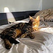 Savanah a rejoint le concours — aidez-le/la à gagner de superbes lots ! cat, tabby, bed, blanket, sunlight, shadow, indoor, pet, fur, animal, relaxed, sleepy, whiskers, ears, paw, tail, striped, domestic, cozy, resting