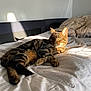 animal, bed, blanket, cat, cozy, domestic, ears, fur, indoor, paw, pet, relaxed, resting, shadow, sleepy, striped, sunlight, tabby, tail, whiskers