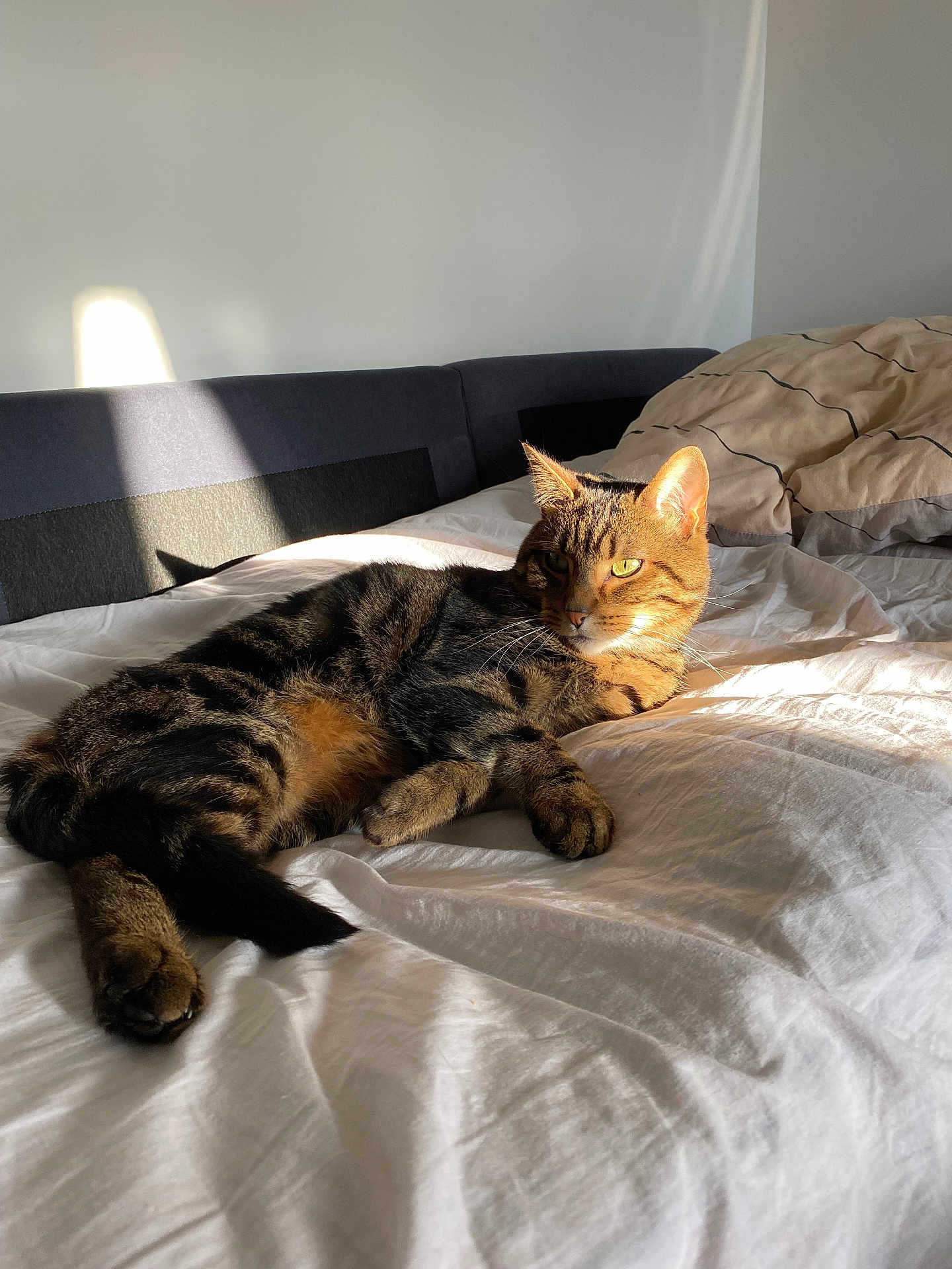 Savanah a rejoint le concours — aidez-le/la à gagner de superbes lots ! cat, tabby, bed, blanket, sunlight, shadow, indoor, pet, fur, animal, relaxed, sleepy, whiskers, ears, paw, tail, striped, domestic, cozy, resting