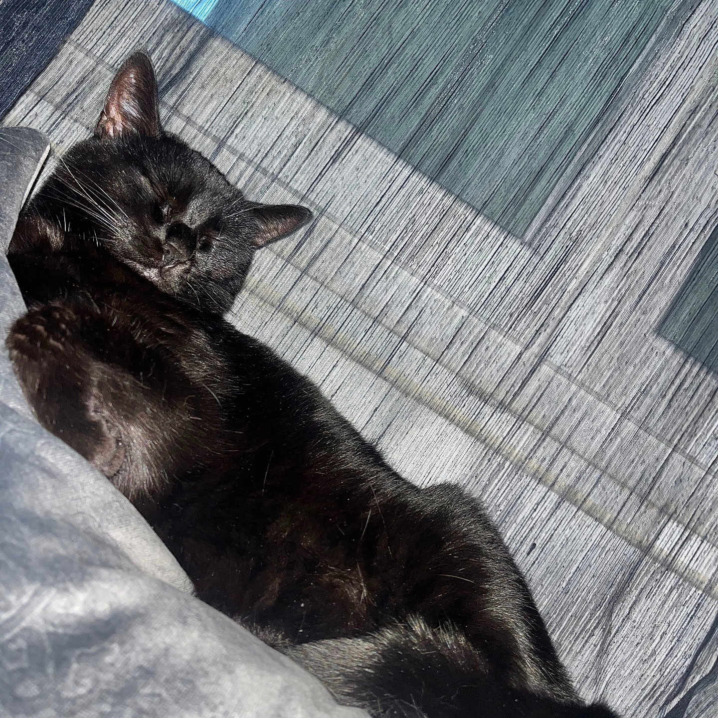 Melcia participe au concours pour gagner de l'argent avec cette photo : animal, bed, bedroom, blackcat, blanket, cat, chair, furniture, homedecor, indoors, kitten, linen, manx, person, pet, quilt, room, slate, sleeping, wood