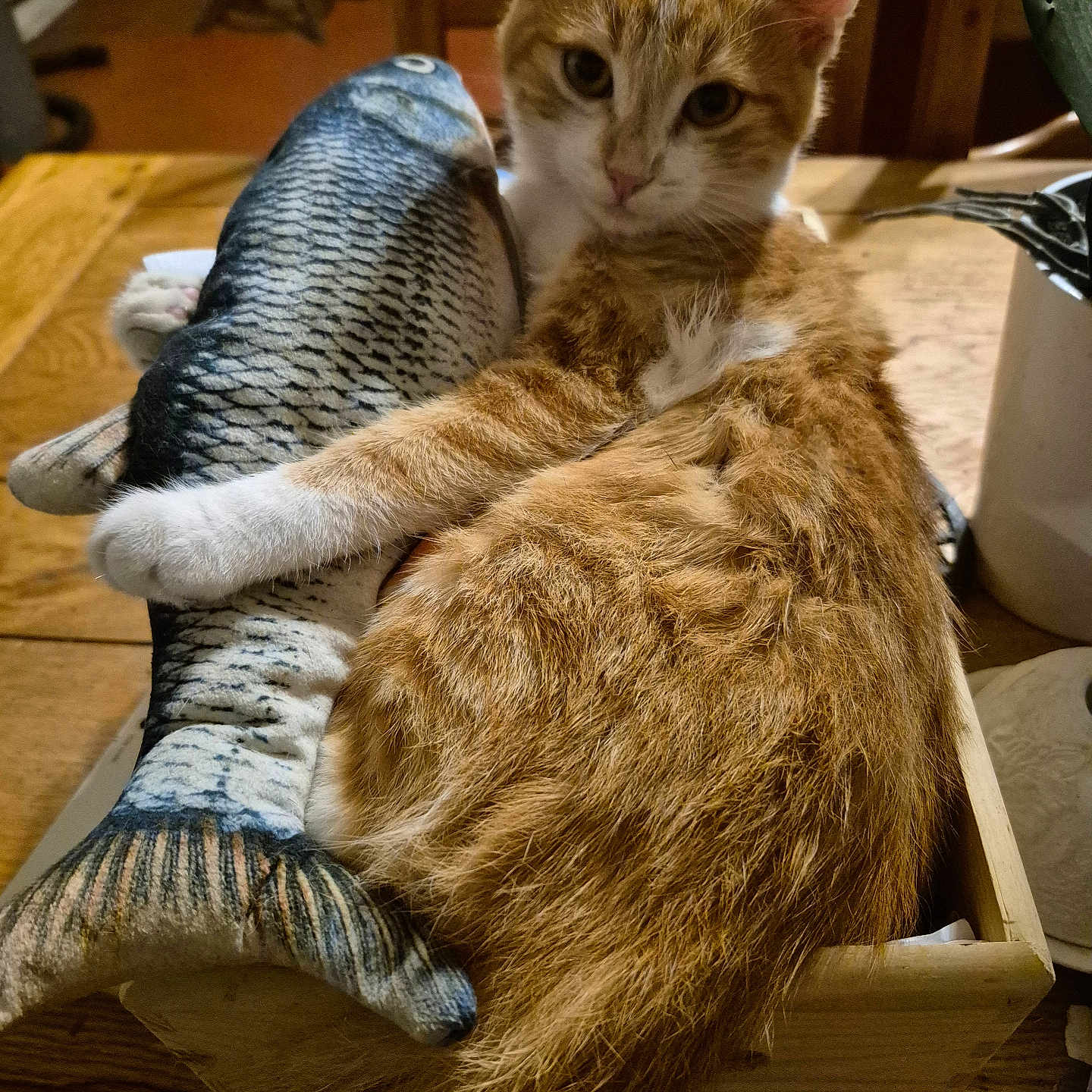 Franklin