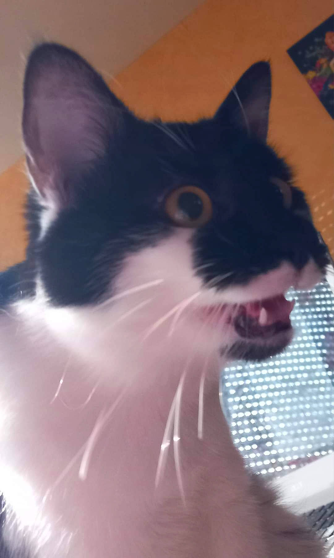 Louna a rejoint le concours — aidez-le/la à gagner de superbes lots ! carnivore, cat, domestic_short_haired_cat, felidae, fur, paw, small_to_medium_sized_cats, snout, tail, whiskers