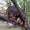 animal, branches, cat, climbing, curious, daylight, feline, forest, grass, green_leaves, mammal, nature, outdoor, perched, pet, playful, tabby_cat, tree, wildlife, young_cat