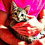 animal, cat, claws, close_up, cute, domestic, fur, hands, holding, indoor, kitten, looking, mammal, person, pet, pink_shirt, portrait, tabby, whiskers, young