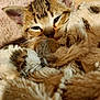 animal, blanket, closeup, comfort, cozy, cute, ears, fur, indoors, kitten, mammal, pet, relaxed, resting, sleepy, snuggled, soft, tabby, whiskers, young