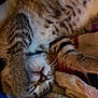 animal, blanket, cat, closeup, cozy, cute, feline, fur, indoor, kitten, nap, paw, pet, relaxed, resting, sleeping, soft, striped, tabby, whiskers