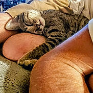 Max is registered to the contest to win money with this photo: animal, bare_skin, carpet, cat, closeup, comfort, cozy, cuddle, feline, human, indoor, legs, nap, pet, relaxation, resting, sleeping, striped, tabby, warm