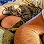 animal, bare_skin, carpet, cat, closeup, comfort, cozy, cuddle, feline, human, indoor, legs, nap, pet, relaxation, resting, sleeping, striped, tabby, warm