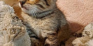 Max is registered to the contest to win money with this photo: animal, blanket, cat, comfort, cozy, curious, cute, ears, feline, fur, indoor, kitten, pet, resting, sleepy, small, soft, tabby, whiskers, young