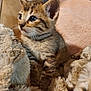 animal, blanket, cat, comfort, cozy, curious, cute, ears, feline, fur, indoor, kitten, pet, resting, sleepy, small, soft, tabby, whiskers, young
