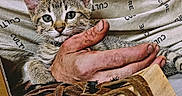 Max is registered to the contest to win money with this photo: animal, cat, closeup, comfort, cute, domestic, feline, fur, hand, indoor, kitten, looking, person, pet, portrait, resting, shirt, text, whiskers, young