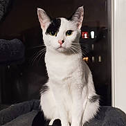 Kooky participe au concours pour gagner de l'argent avec cette photo : cat, black_and_white, pet, animal, feline, sitting, indoors, night, window, bed, fur, whiskers, green_eyes, tail, looking_at_camera, domestic_cat, quiet, calm, cute, portrait