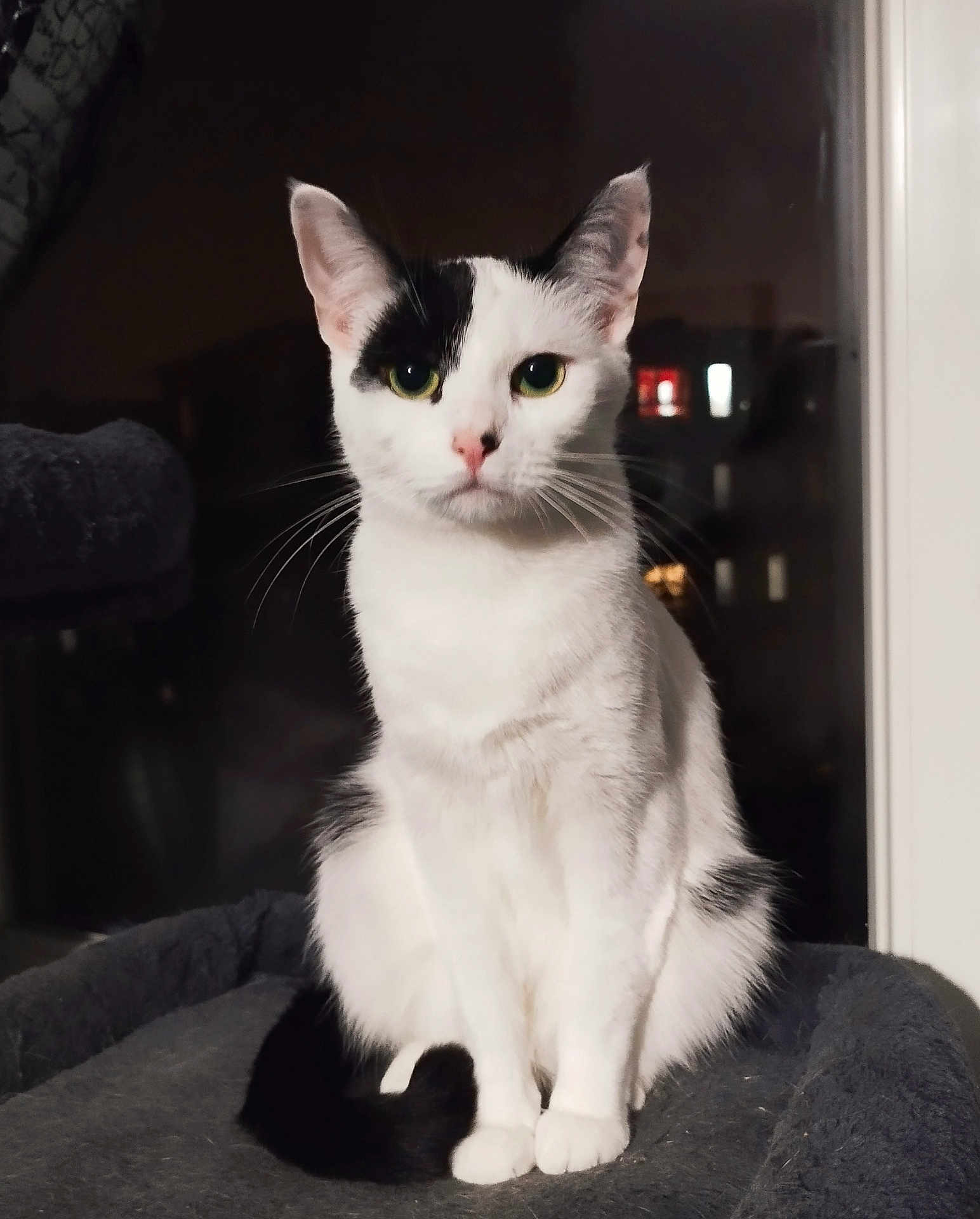 Kooky participe au concours pour gagner de l'argent avec cette photo : cat, black_and_white, pet, animal, feline, sitting, indoors, night, window, bed, fur, whiskers, green_eyes, tail, looking_at_camera, domestic_cat, quiet, calm, cute, portrait