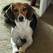 Moss joined the competition — help win amazing prizes! dog, beagle, indoor, carpet, animal, pet, laying_down, furniture, brown, white, black, ears, paws, bone, treat, looking_at_camera, floor, domestic, canine, companion