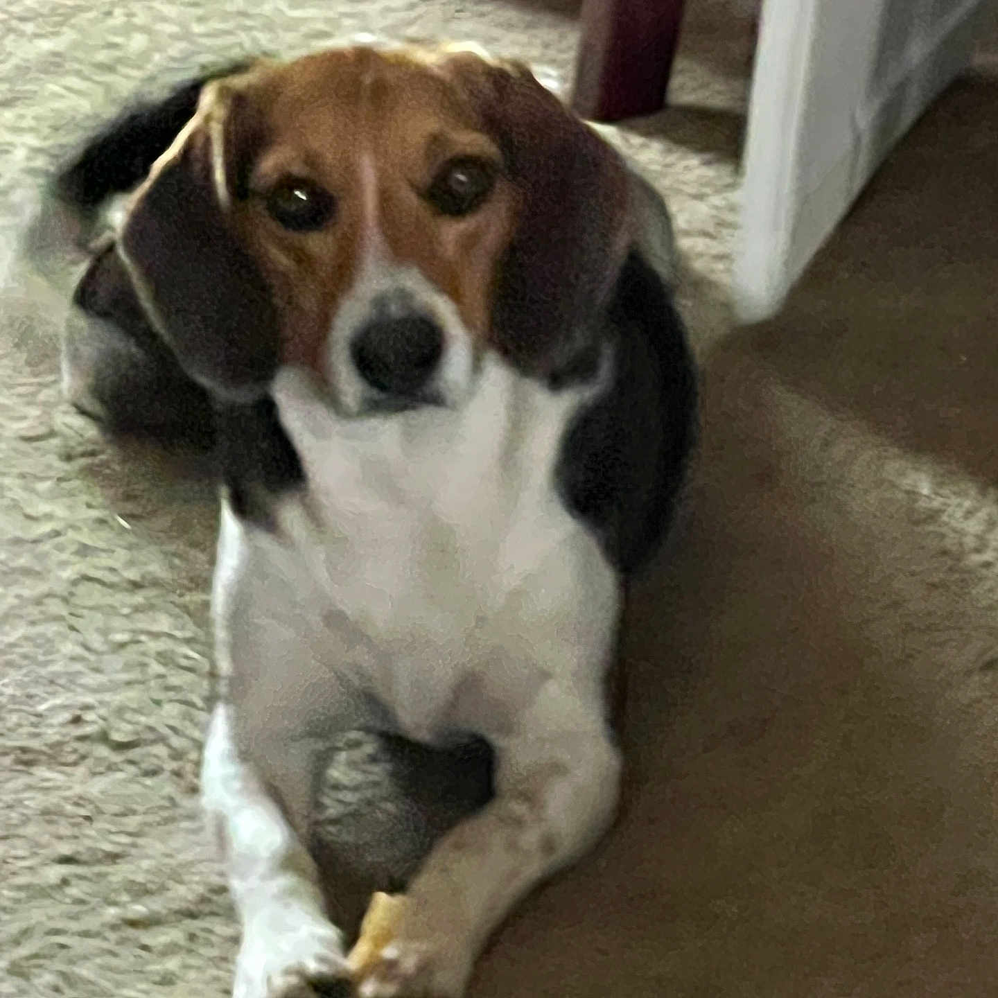 Moss joined the competition — help win amazing prizes! animal, beagle, black, bone, brown, canine, carpet, companion, dog, domestic, ears, floor, furniture, indoor, laying_down, looking_at_camera, paws, pet, treat, white