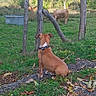 Ezekiel participe au concours pour gagner de l'argent avec cette photo : dog, cows, farm, pasture, fence, rural, outdoors, grass, autumn, leaves, animal, sitting, leash, collar, wooden_posts, field, countryside, sky, trees, landscape