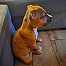 puppy, dog, brown_dog, white_chest, sitting, profile, pet, animal, indoors, living_room, couch, sofa, wood_floor, furniture, home, natural_light, portrait, side_view, cute, relaxed