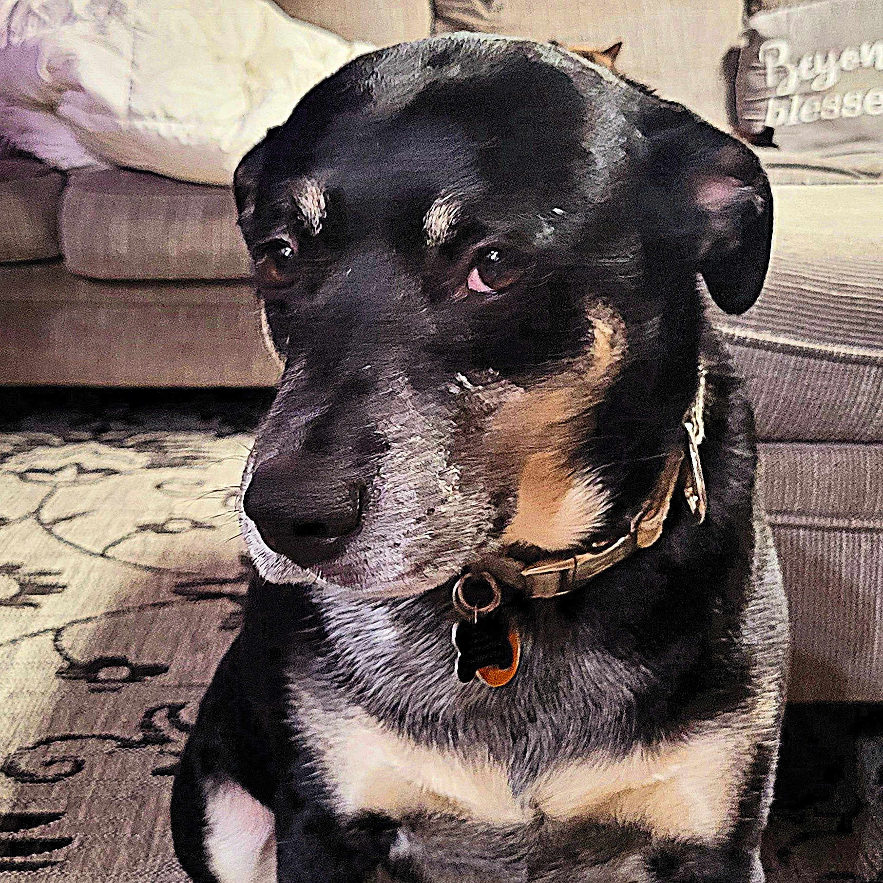 Dolly joined the competition — help win amazing prizes! animal, black, brown, carpet, closeup, collar, couch, dog, domestic_animal, ears, expression, face, fur, home, indoor, nostrils, pet, sitting, tags, tan