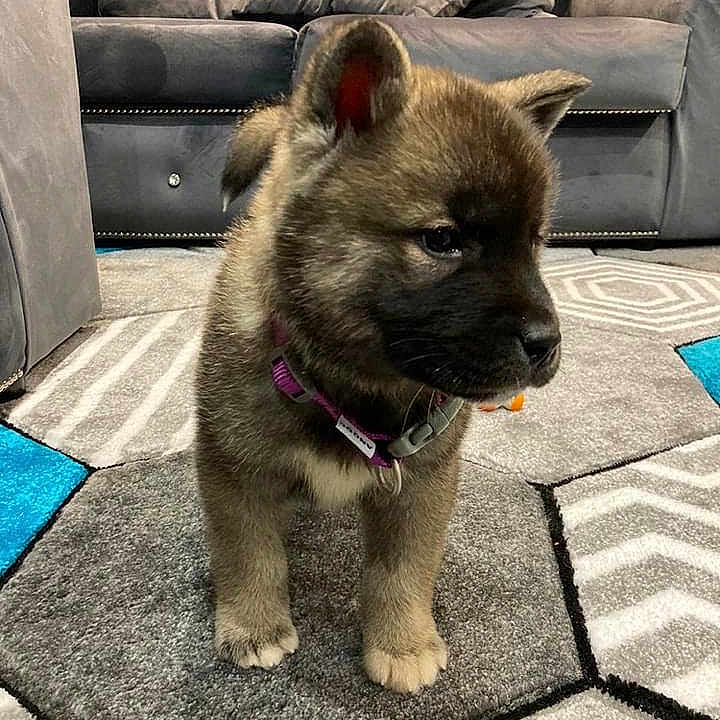 Bella joined the competition — help win amazing prizes! animal, brown, carpet, collar, couch, curious, cute, dog, domestic, floor, fur, furniture, grey, indoor, living_room, pet, pillow, puppy, small, young