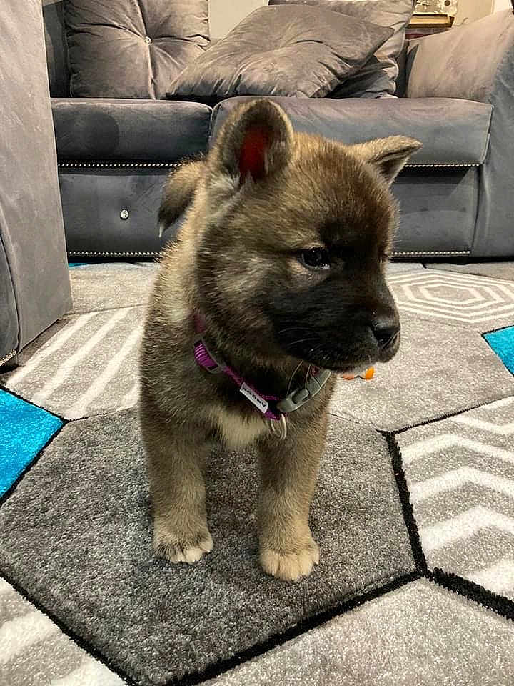 Bella joined the competition — help win amazing prizes! puppy, dog, indoor, carpet, couch, pillow, furniture, pet, animal, fur, collar, cute, young, small, living_room, domestic, floor, curious, brown, grey