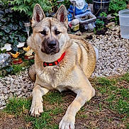 Bella is registered to the contest to win money with this photo: dog, animal, pet, outdoor, grass, garden, gnome, statue, collar, fur, ears, plants, rocks, nature, relaxed, canine, yard, leaves, daylight, portrait