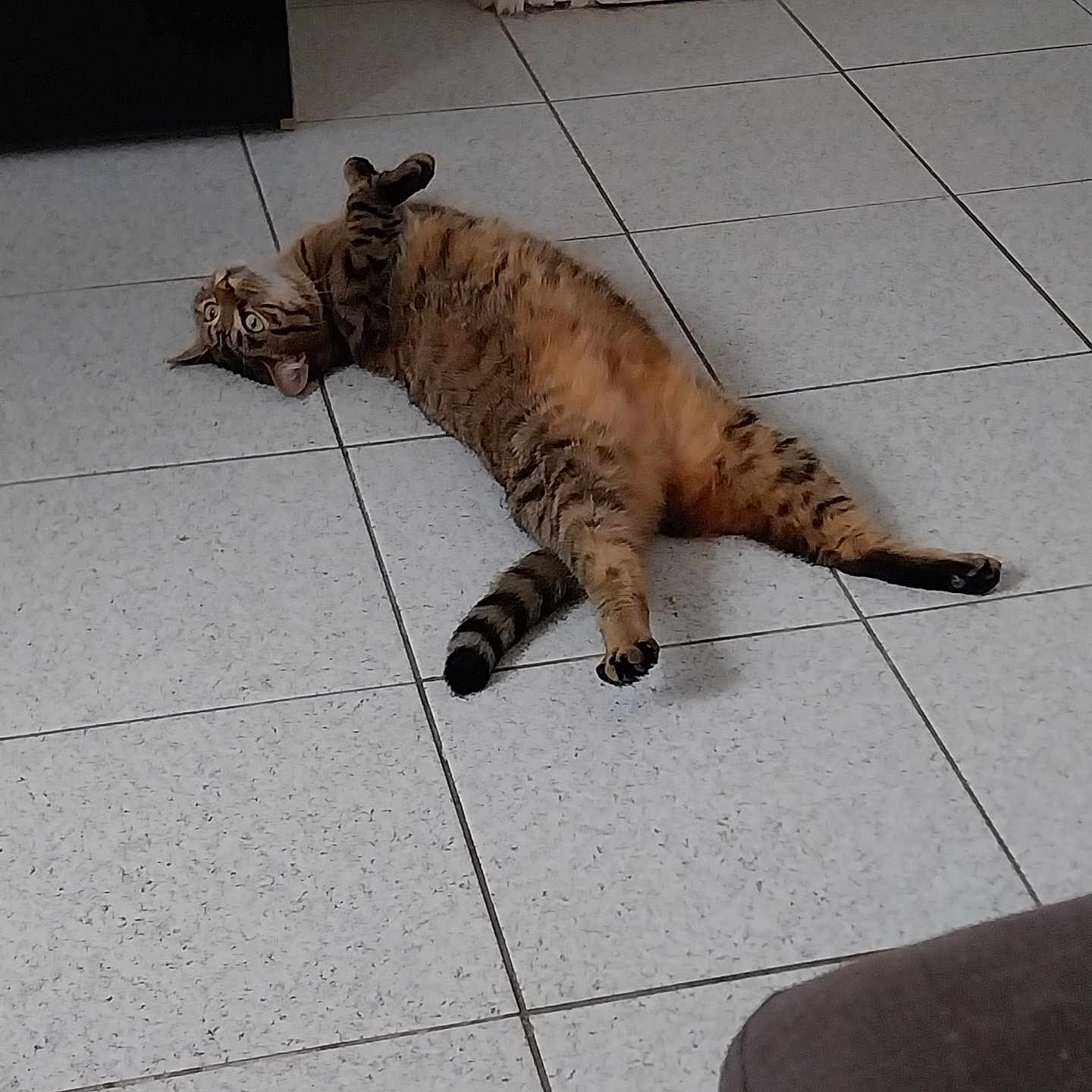 Jessie participe au concours pour gagner de l'argent avec cette photo : abyssinian, accessories, animal, architecture, building, cat, couch, furniture, indoors, kitten, livingroom, manx, ocelot, person, pet, room, sleeping, strap, tiger, tile