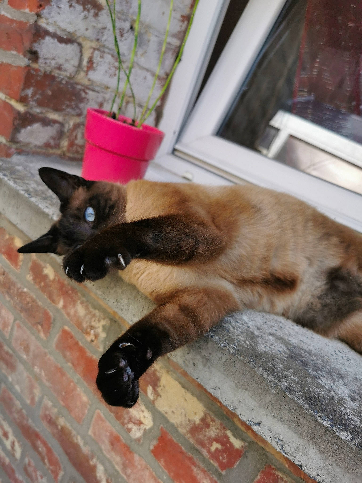 Leny a rejoint le concours — aidez-le/la à gagner de superbes lots ! black_cat, bombay, brick, carnivore, cat, domestic_short_haired_cat, fawn, felidae, flooring, flowerpot, fur, houseplant, plant, small_to_medium_sized_cats, snout, tail, thai, whiskers, window, wood