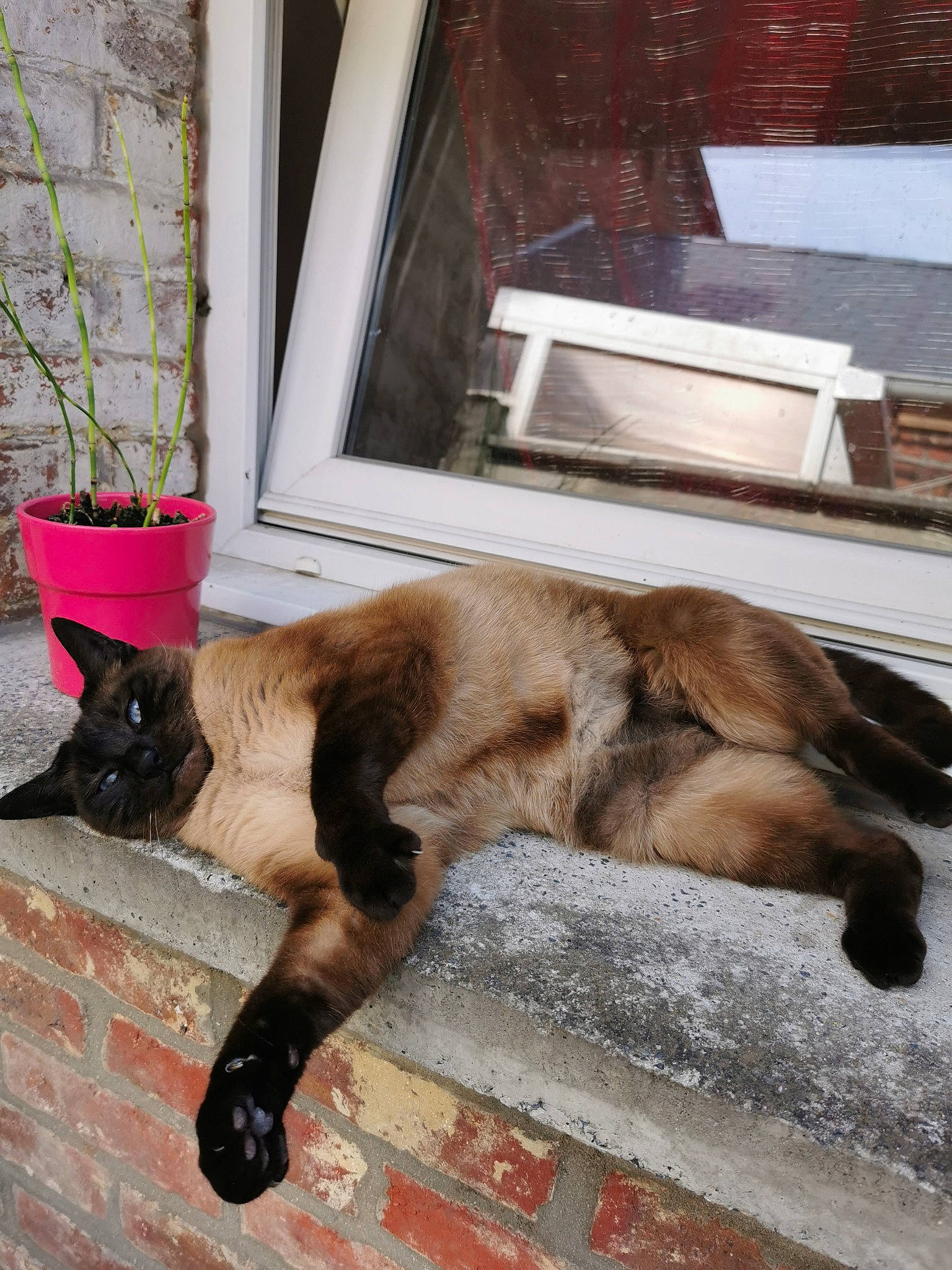 Leny participe au concours pour gagner de l'argent avec cette photo : brown, canidae, carnivore, cat, dog, dog_breed, fawn, felidae, flooring, flowerpot, fur, house, liver, plant, small_to_medium_sized_cats, snout, sporting_group, tail, window, wood