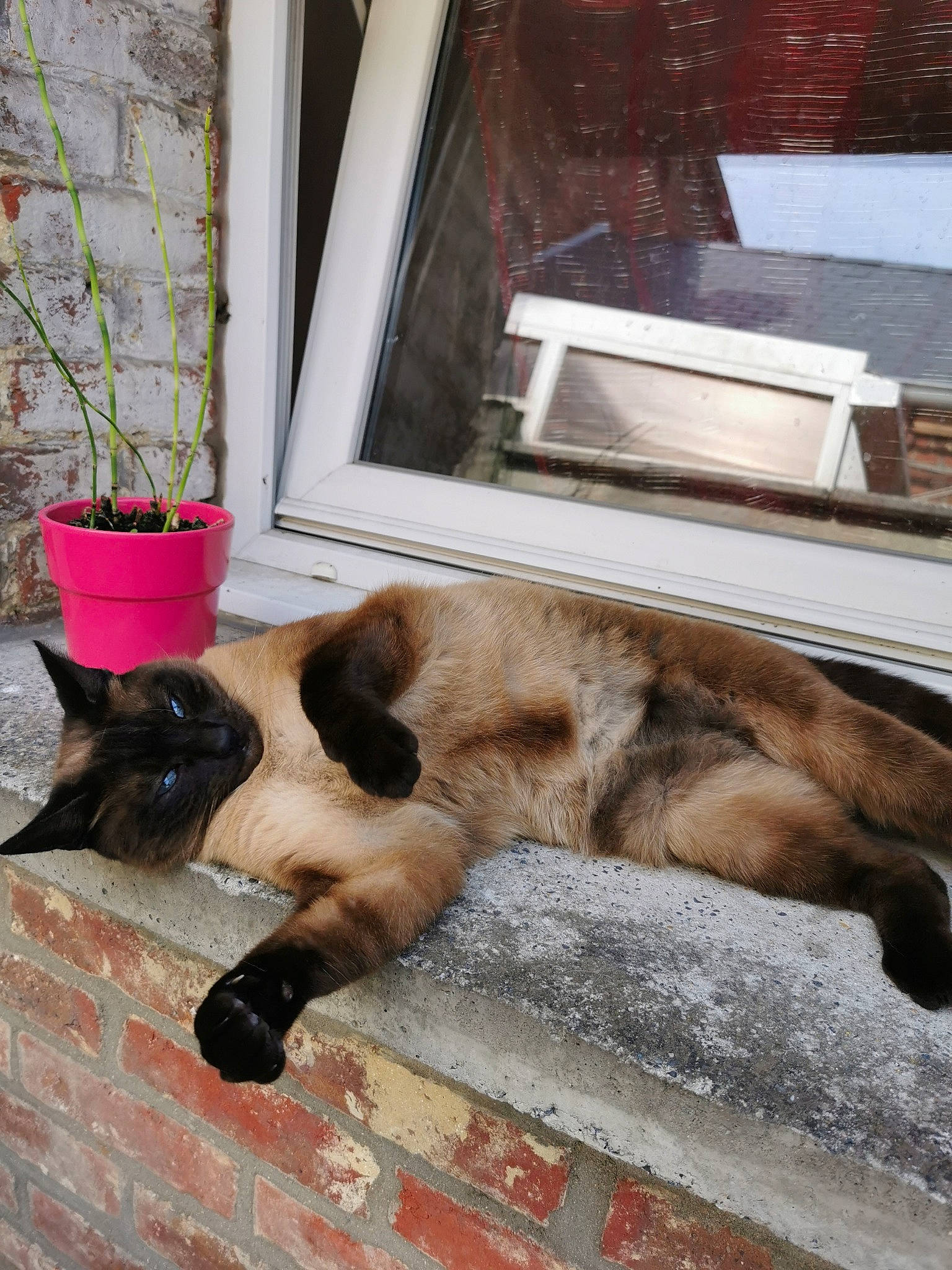 Leny participe au concours pour gagner de l'argent avec cette photo : bombay, canidae, carnivore, cat, claw, fawn, felidae, flooring, flowerpot, fur, houseplant, human_leg, plant, siamese, small_to_medium_sized_cats, snout, tail, whiskers, window, wood
