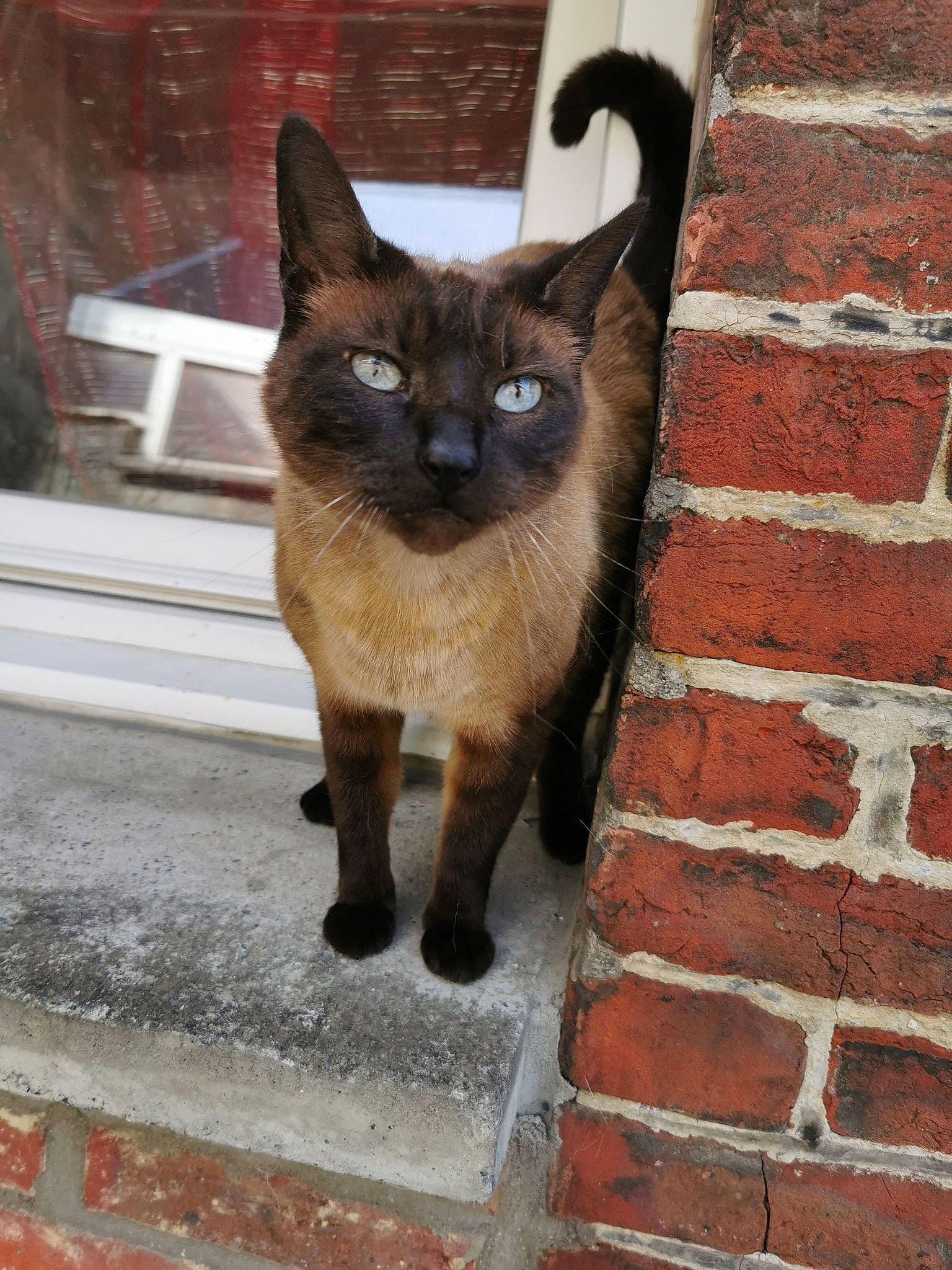 Leny participe au concours pour gagner de l'argent avec cette photo : brick, brickwork, carnivore, cat, domestic_short_haired_cat, electric_blue, fawn, felidae, fixture, fur, grey, iris, mortar, road_surface, siamese, small_to_medium_sized_cats, snout, tail, whiskers, window