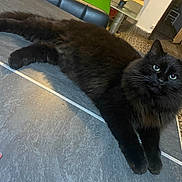 Lucifer participe au concours pour gagner de l'argent avec cette photo : cat, black_cat, feline, pet, indoor, floor, tiles, green_eyes, fluffy, relaxed, lying_down, curious, animal, household, cozy, domestic, mammal, whiskers, paws, fur