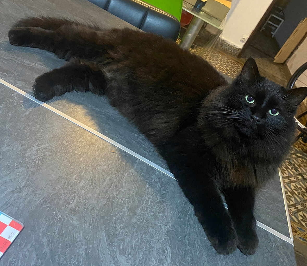 Lucifer participe au concours pour gagner de l'argent avec cette photo : cat, black_cat, feline, pet, indoor, floor, tiles, green_eyes, fluffy, relaxed, lying_down, curious, animal, household, cozy, domestic, mammal, whiskers, paws, fur