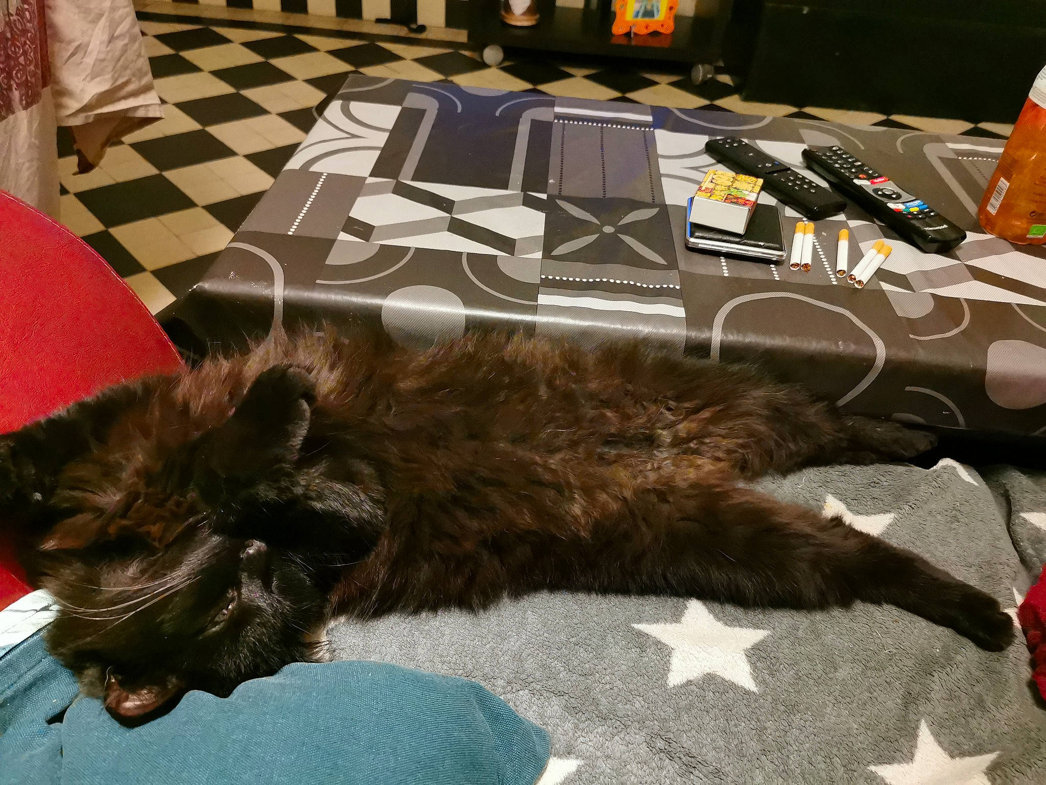 Lucifer participe au concours pour gagner de l'argent avec cette photo : canidae, carnivore, carpet, cat, claw, companion_dog, dog_breed, domestic_short_haired_cat, fawn, felidae, floor, flooring, fur, liver, paw, small_to_medium_sized_cats, sporting_group, tail, whiskers, wood