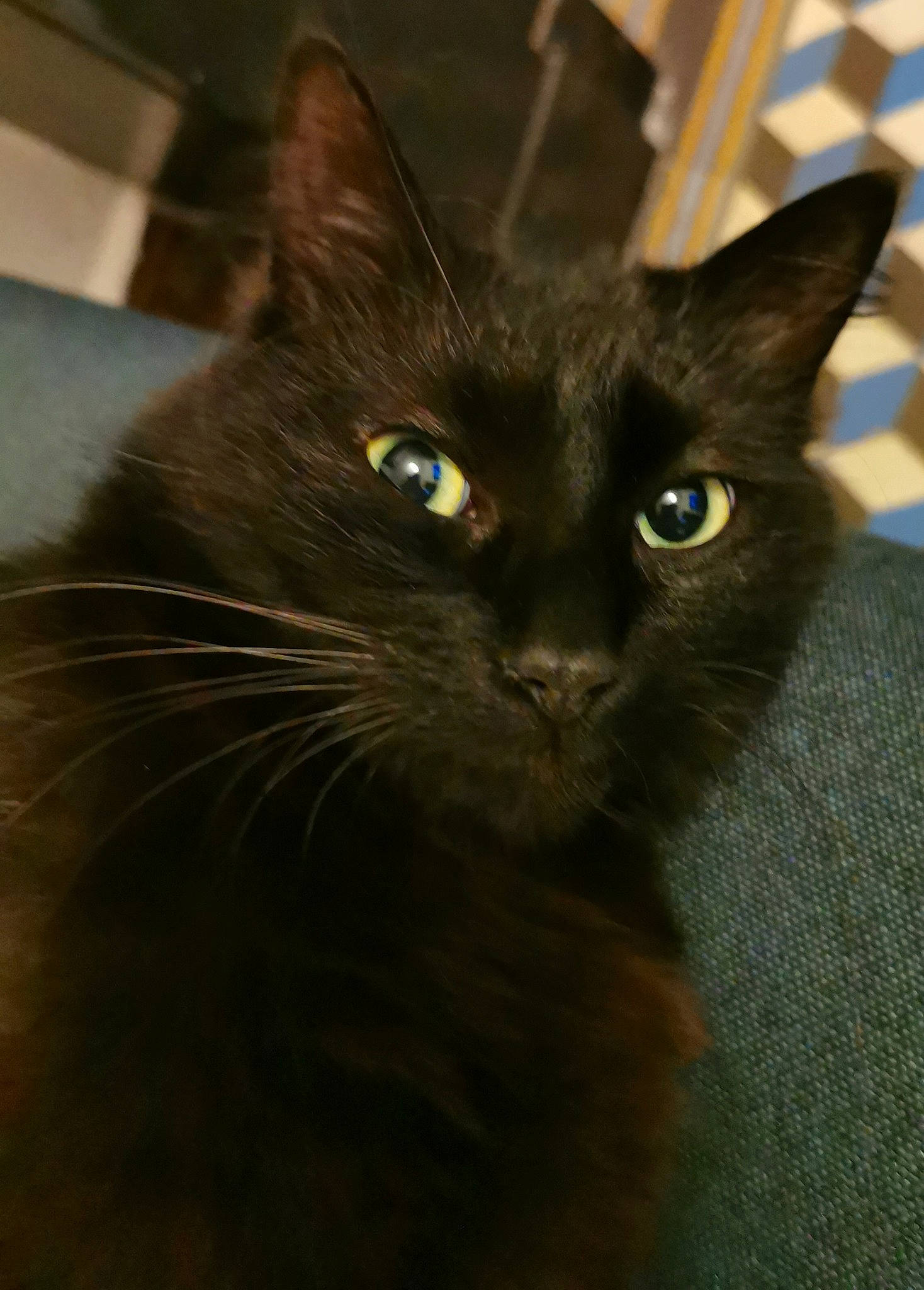 Lucifer a rejoint le concours — aidez-le/la à gagner de superbes lots ! black_cat, bombay, carnivore, cat, domestic_short_haired_cat, eye, felidae, fur, hair, havana_brown, head, small_to_medium_sized_cats, snout, terrestrial_animal, whiskers