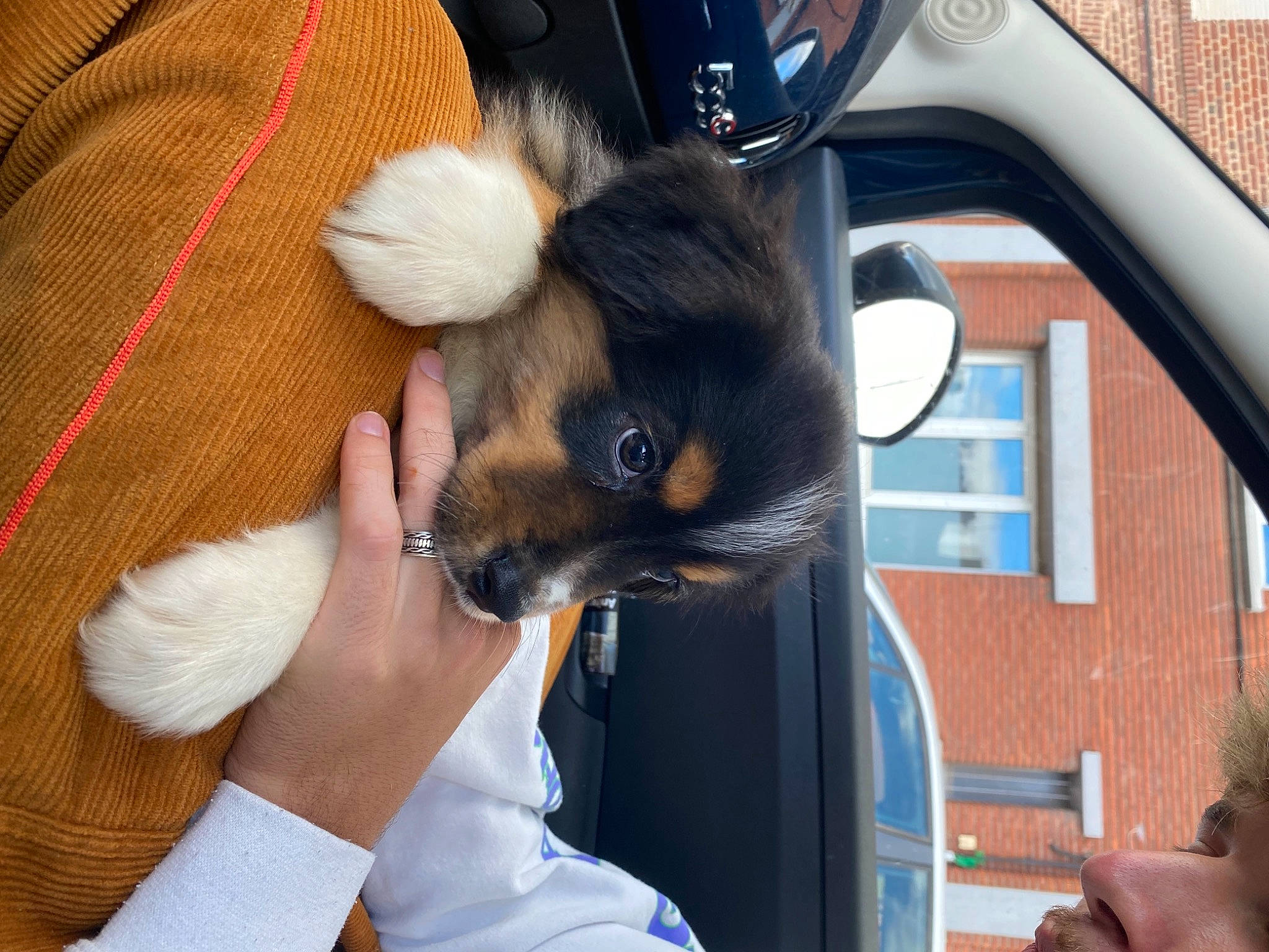 Luna a rejoint le concours — aidez-le/la à gagner de superbes lots ! automotive_window_part, black_hair, canidae, carnivore, claw, comfort, companion_dog, dog_breed, ear, fawn, felidae, fur, hand, nail, snout, street_fashion, toy_dog, tree, whiskers, window