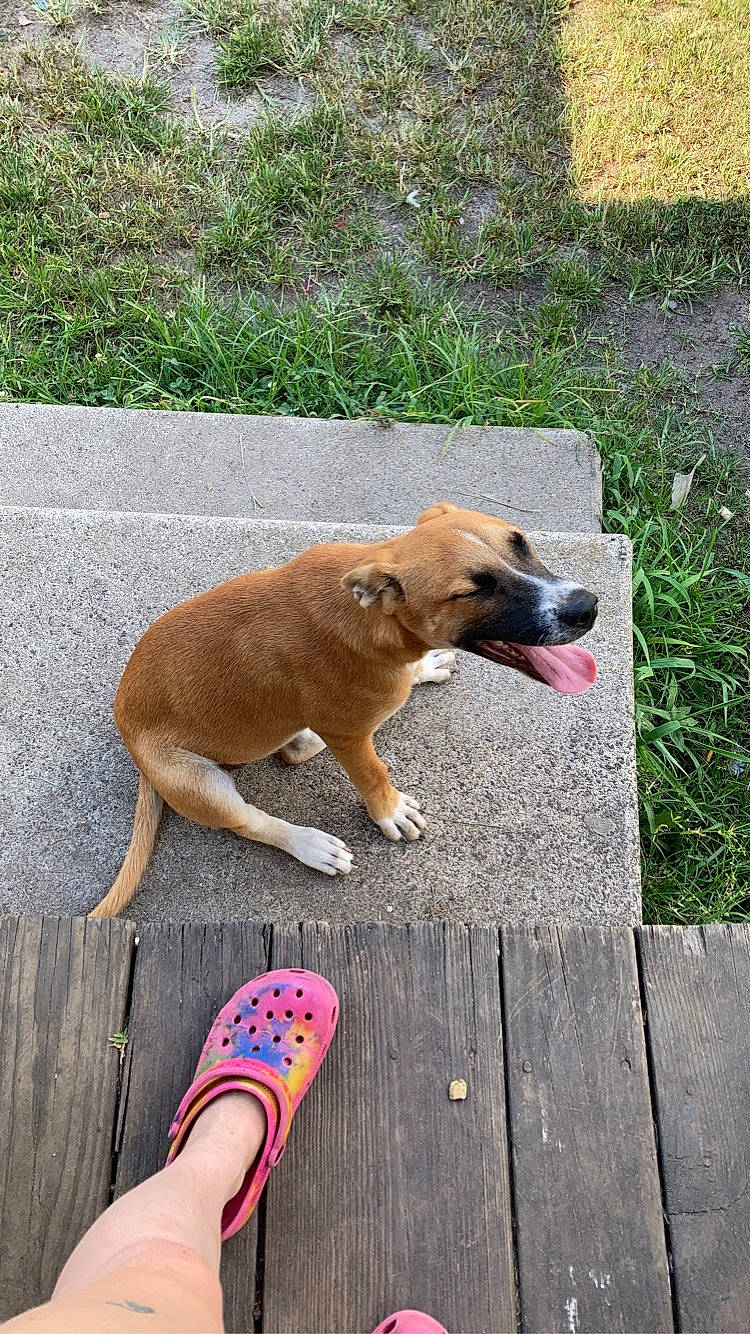 Lacey is registered to the contest to win money with this photo: calf, canidae, carnivore, collar, companion_dog, dog, dog_breed, dog_supply, fawn, flooring, knee, paw, pet_supply, plant, road_surface, sidewalk, tail, thigh, toy, working_animal