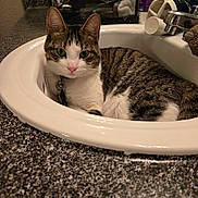 Dolly joined the competition — help win amazing prizes! cat, tabby_cat, sink, bathroom, faucet, countertop, indoor, pet, animal, curious, green_eyes, closeup, resting, white, brown, striped, domestic_cat, collar, household, cute