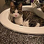 cat, tabby_cat, sink, bathroom, faucet, countertop, indoor, pet, animal, curious, green_eyes, closeup, resting, white, brown, striped, domestic_cat, collar, household, cute